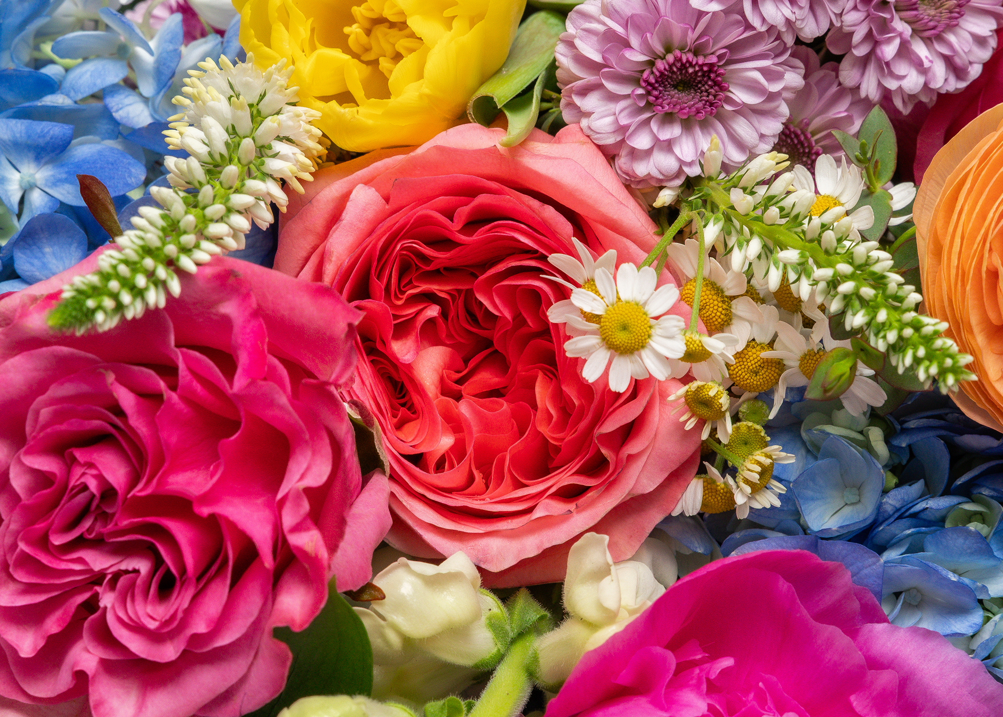Addison Florist | Presch Petals Dallas Florist