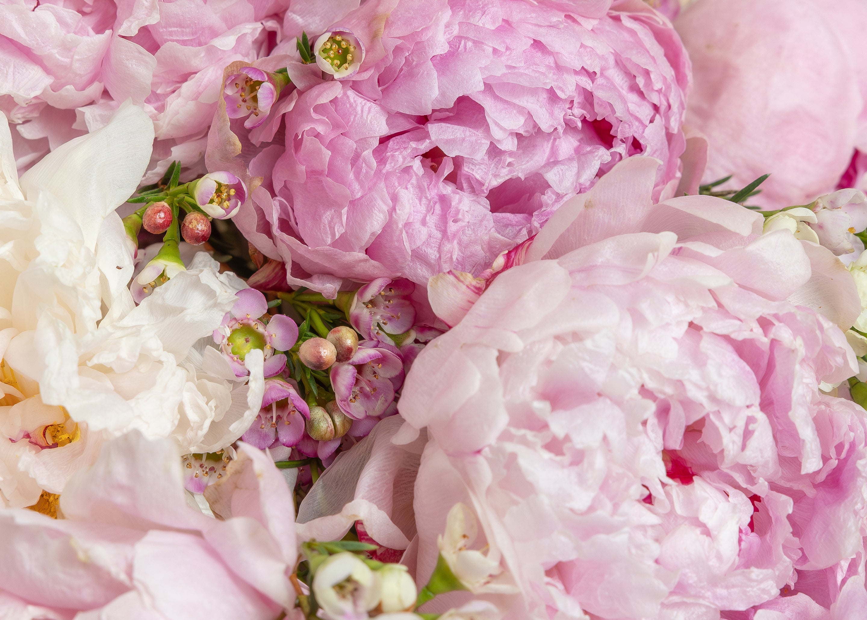 Peony Arrangements | Flower Delivery Dallas