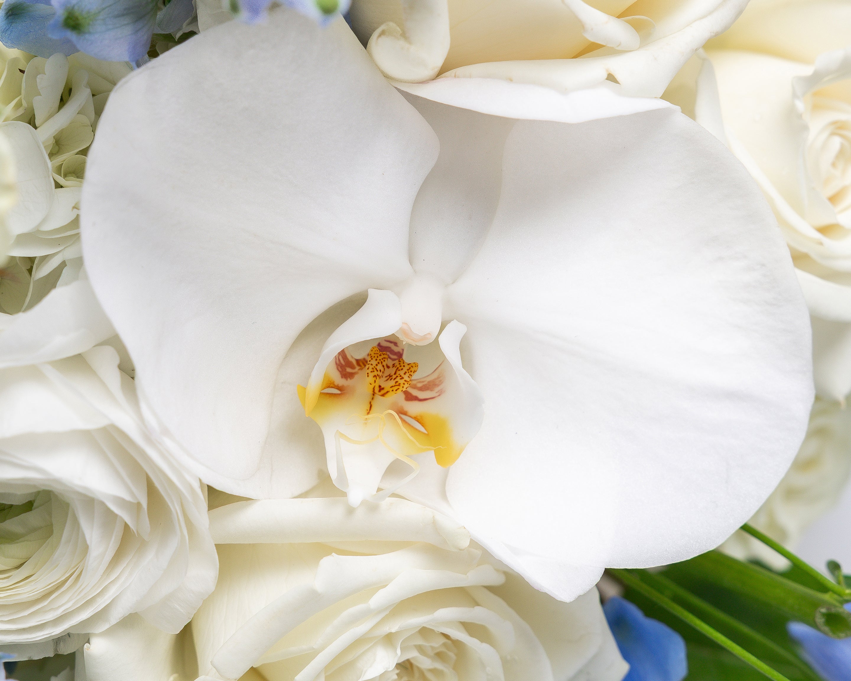 Children’s Medical Center Dallas | Presch Petals Flower Delivery Near Me