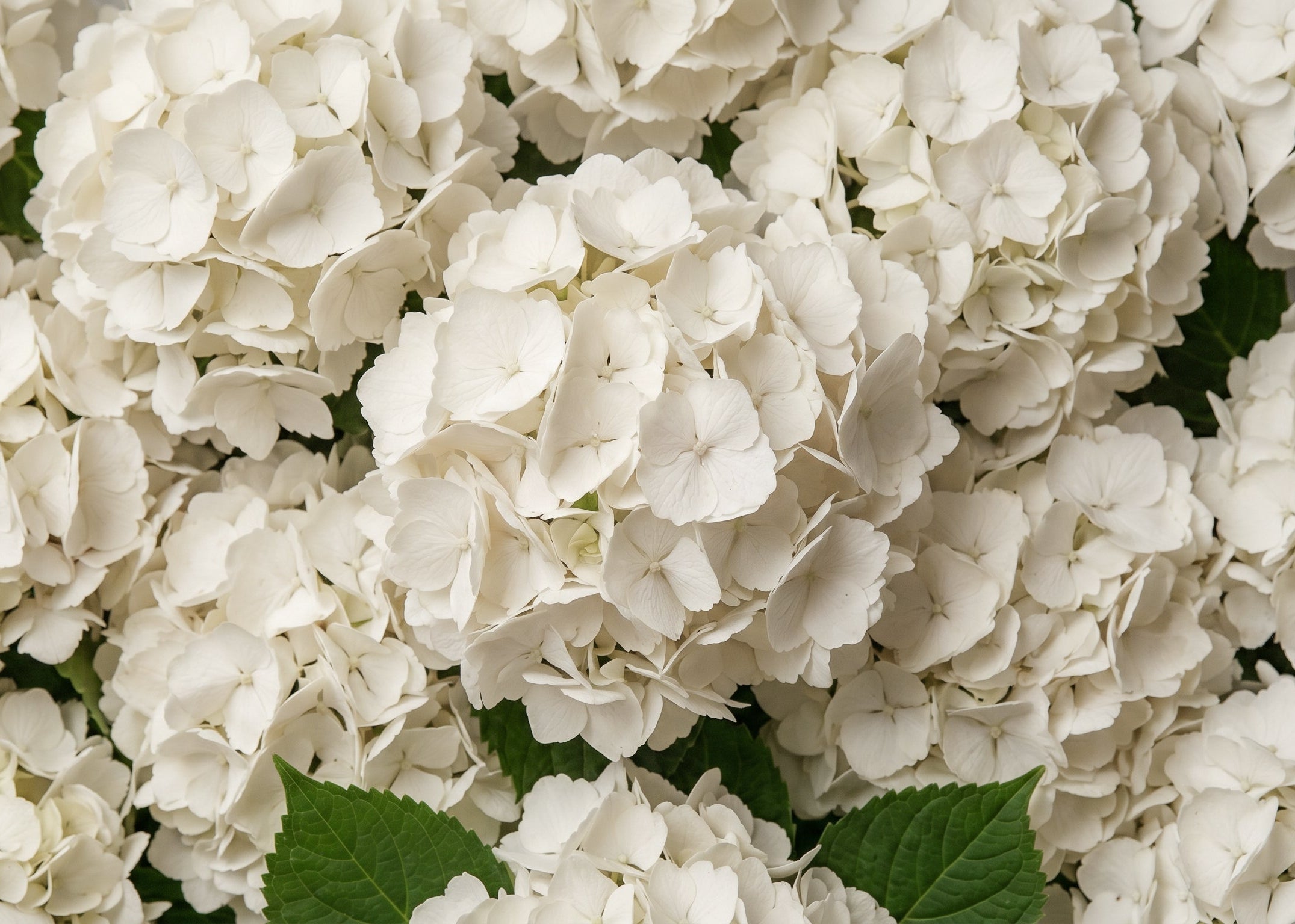 Oak Lawn Dallas Florist | Presch Petals Dallas Flower Delivery Near Me