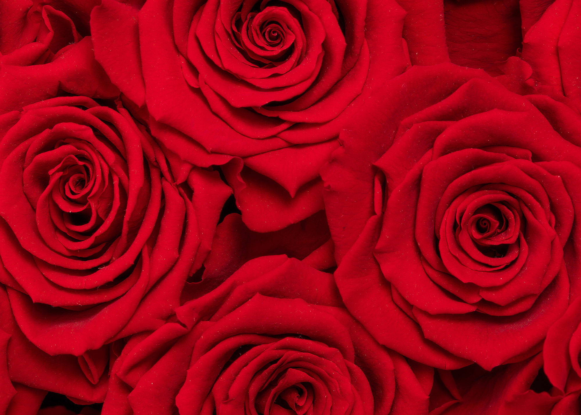 The Adolphus Hotel Flower Delivery | Dallas Florist Presch Petals