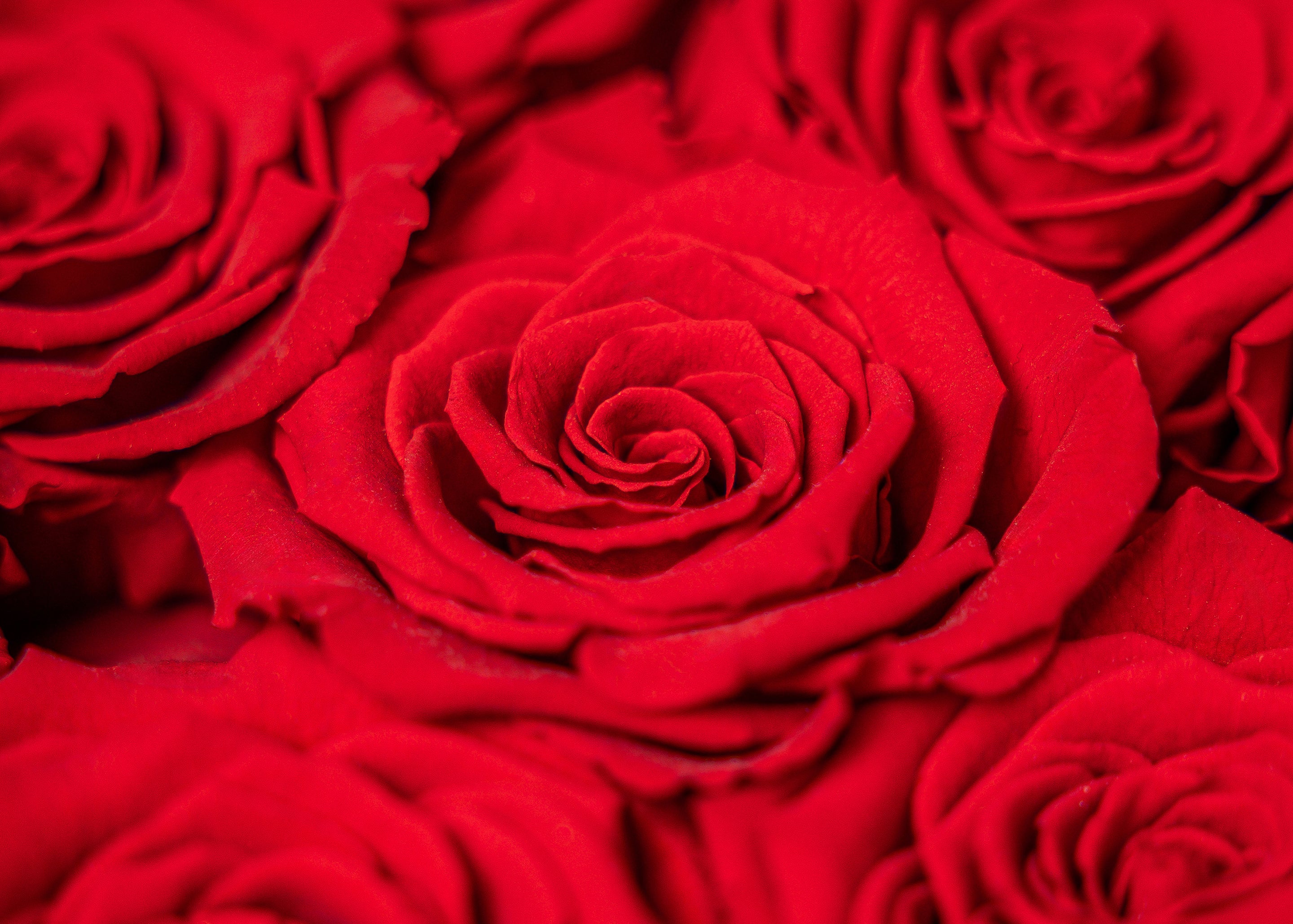 Rose Bouquets | Flower Delivery Dallas