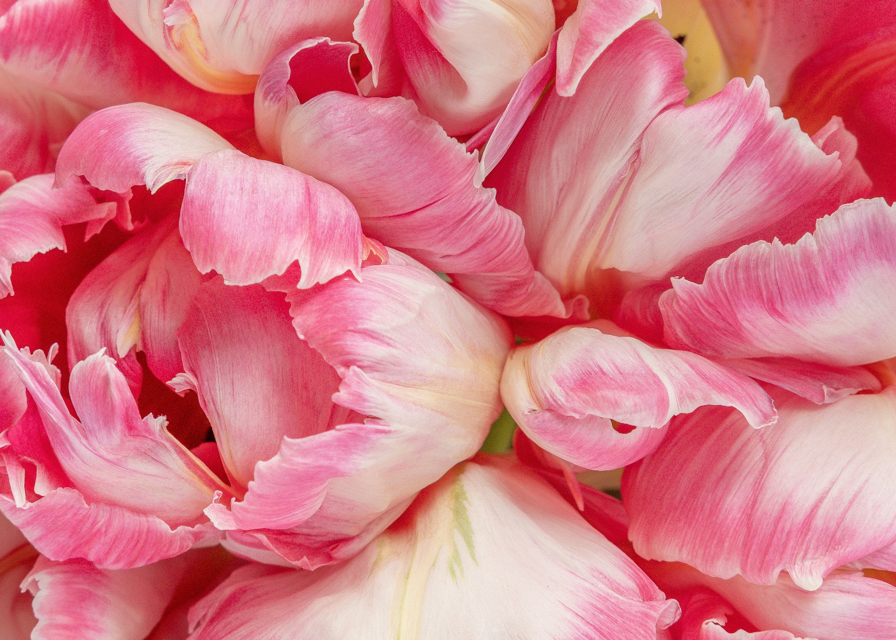 Presch Petals | Dallas Florist | Flower Delivery Dallas