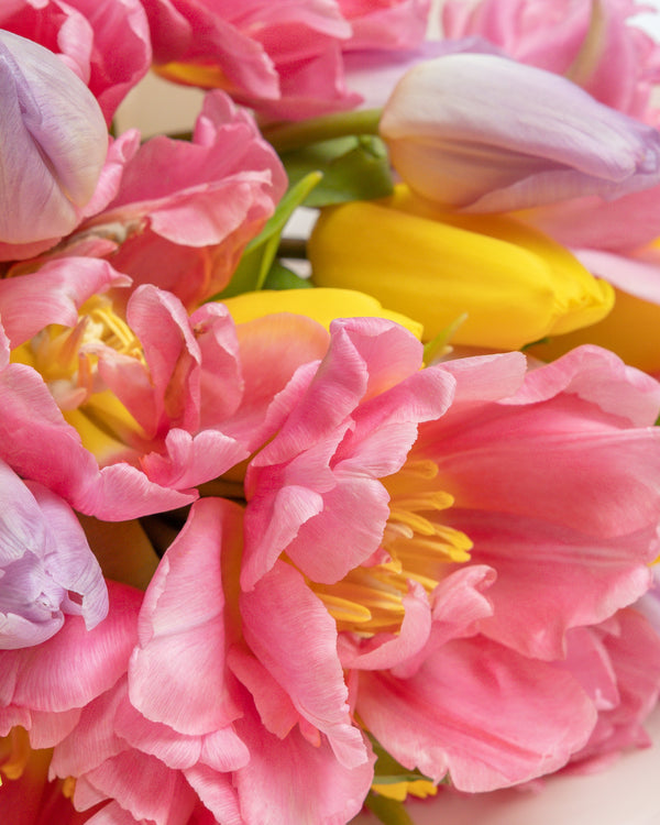 30 Stem Blooming Tulips Bouquet | Presch Petals Dallas Flower Delivery
