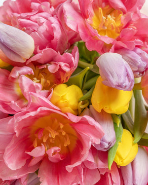30 Stem Blooming Tulips Bouquet | Presch Petals Dallas Flower Delivery