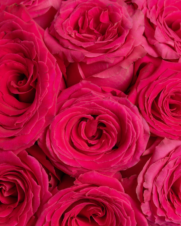 Adore Pink Arrangement | Presch Petals Flower Delivery Dallas