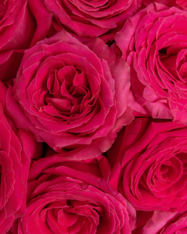 Adore Pink Arrangement | Presch Petals Flower Delivery Dallas