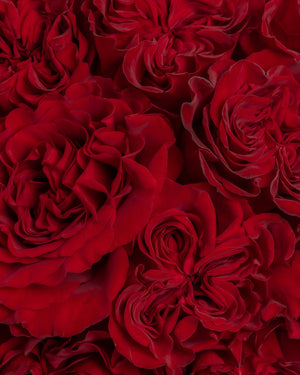 Adore Red Rose Arrangement | Presch Petals Flower Bouquet Delivery DFW