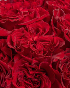 Adore Red Rose Arrangement | Presch Petals Flower Bouquet Delivery DFW