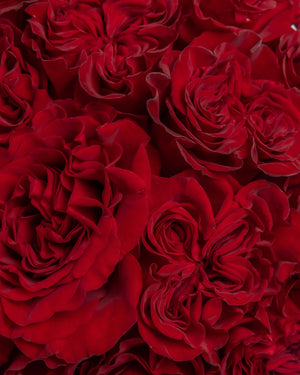 Adore Red Rose Arrangement | Presch Petals Flower Bouquet Delivery DFW