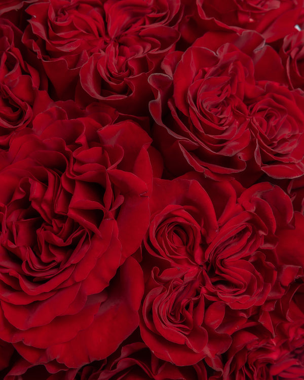 Adore Red Rose Arrangement | Presch Petals Flower Bouquet Delivery DFW
