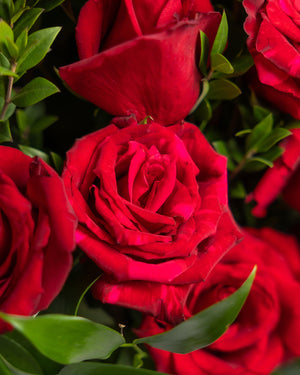 All Crimson Rose Flower Arrangement | Presch Petals Flower Delivery Dallas