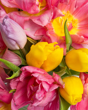 Blooming Peony Tulips Arrangement | Presch Petals Dallas Florist