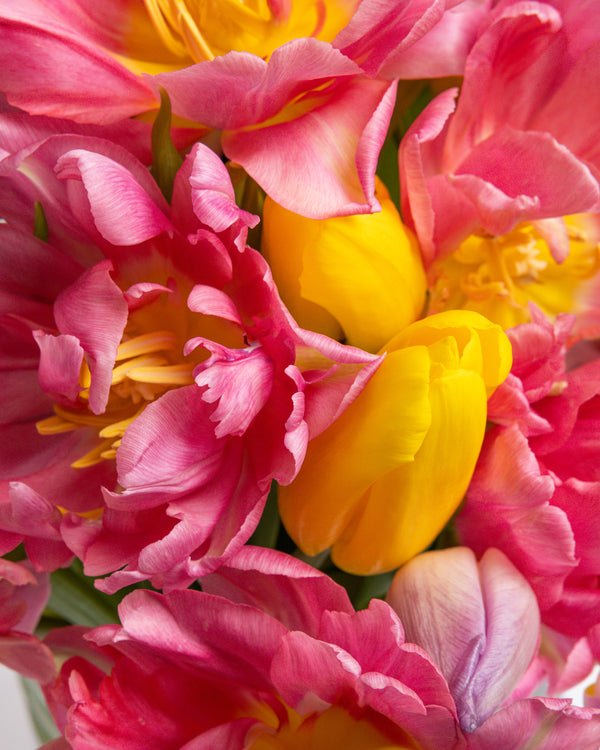 Blooming Peony Tulips Arrangement | Presch Petals Dallas Florist
