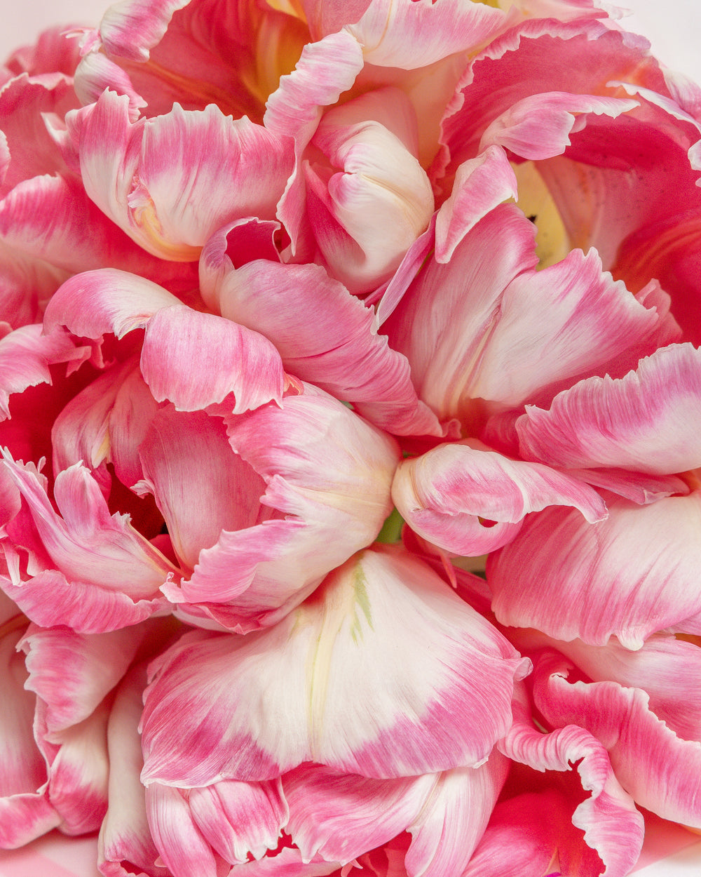 Blooming Peony Tulips Bouquet | Presch Petals Flower Delivery Dallas