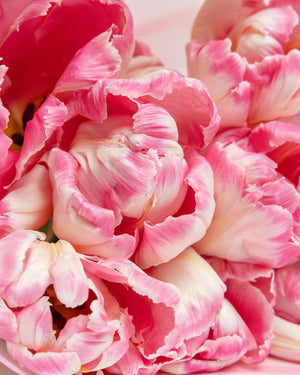 Blooming Peony Tulips Bouquet | Presch Petals Flower Delivery Dallas