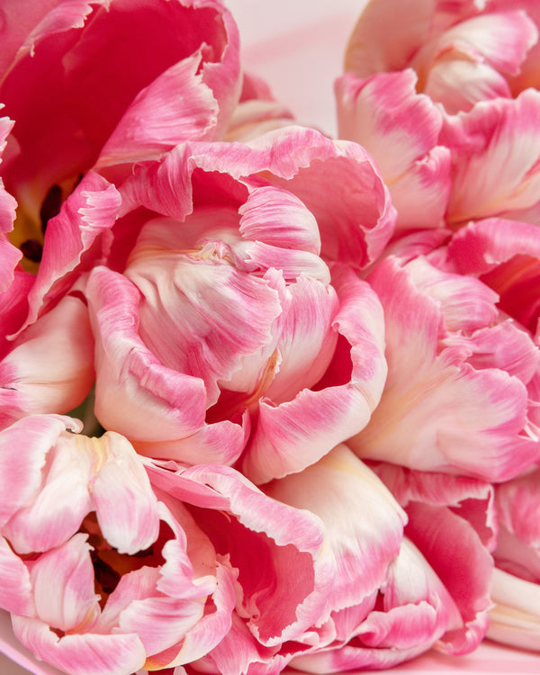 Blooming Peony Tulips Bouquet | Presch Petals Flower Delivery Dallas