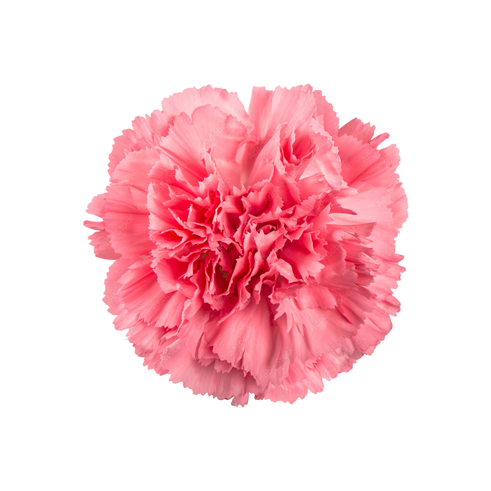 Presch Petals | Dallas Florist | Flower Delivery Dallas