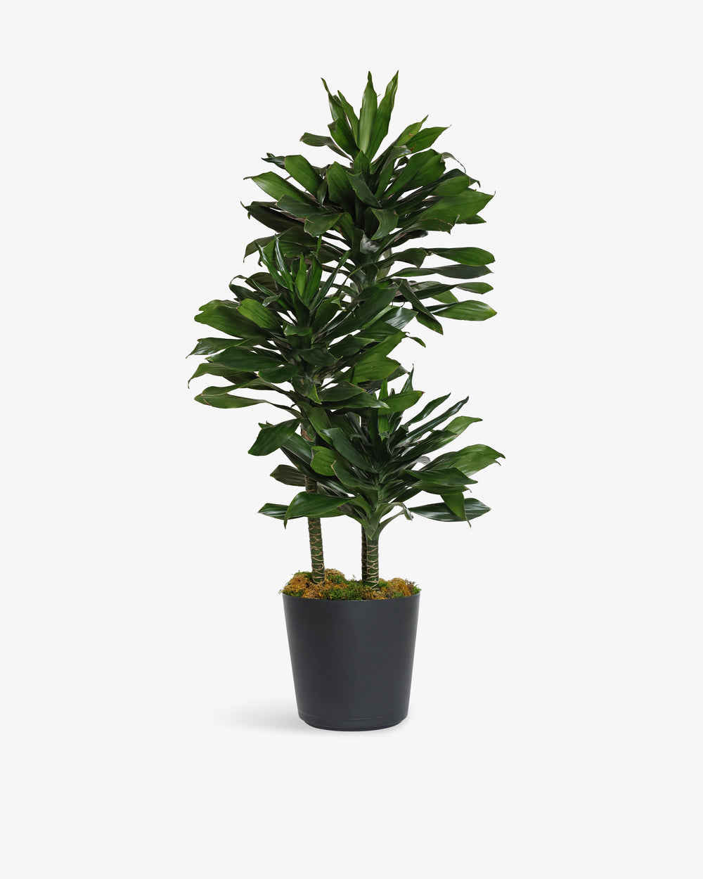 Dracaena Compacta Cane Plant | Presch Petals House Plants | Dallas Florist