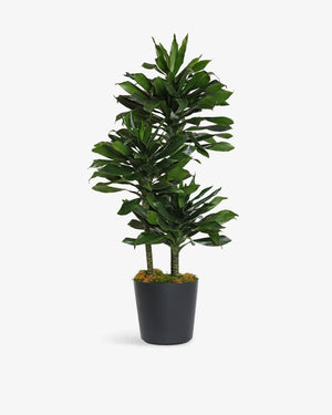 Dracaena Compacta Cane Plant | Presch Petals House Plants | Dallas Florist