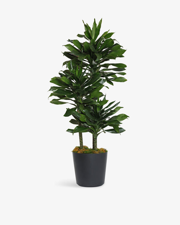 Dracaena Compacta Cane Plant | Presch Petals House Plants | Dallas Florist