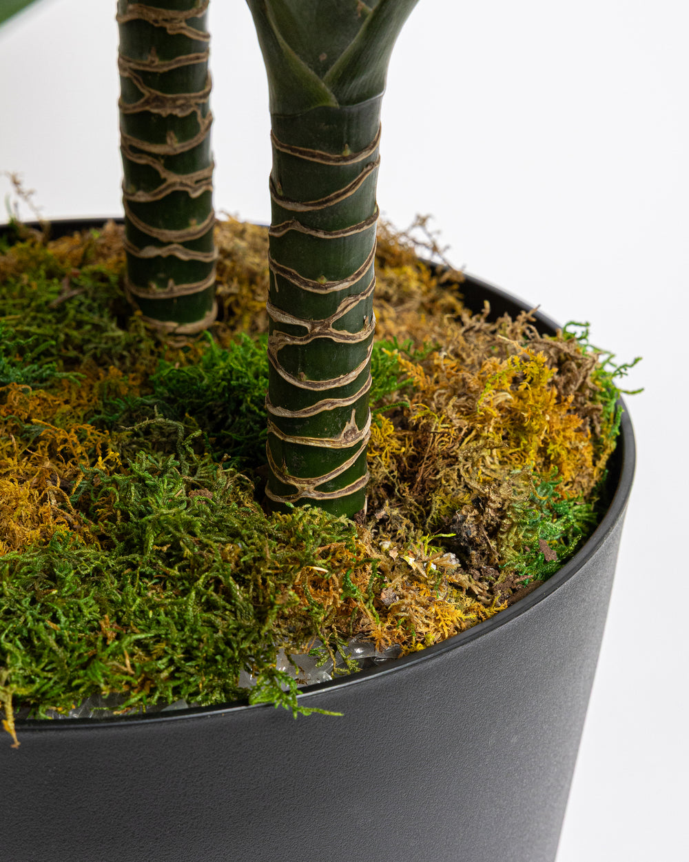 Dracaena Compacta Cane Plant | Presch Petals House Plants | Dallas Florist