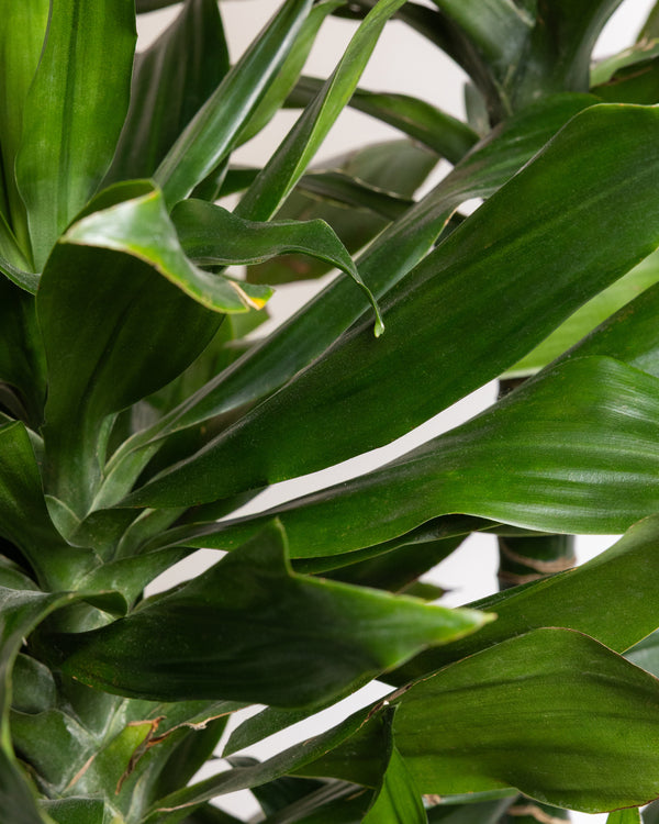 Dracaena Compacta Cane Plant | Presch Petals House Plants | Dallas Florist