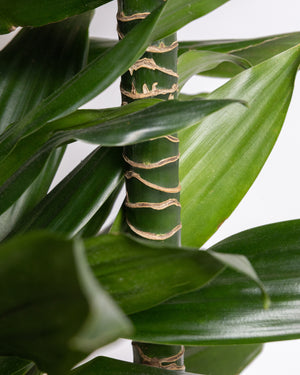 Dracaena Compacta Cane Plant | Presch Petals House Plants | Dallas Florist