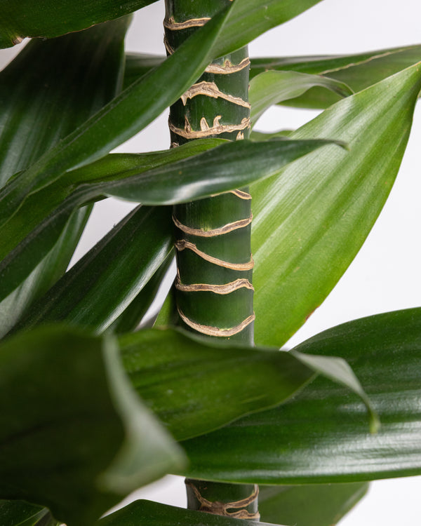 Dracaena Compacta Cane Plant | Presch Petals House Plants | Dallas Florist