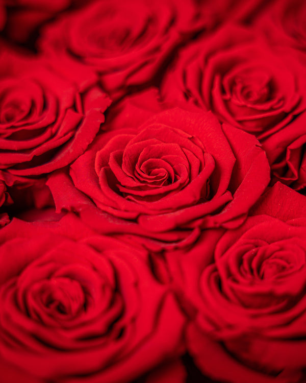Forever Red Rose Box Arrangement | Presch Petals Dallas Flower Delivery