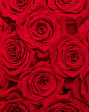 Forever Red Rose Box Arrangement | Presch Petals Dallas Flower Delivery