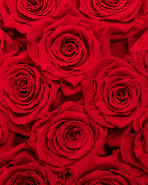 Forever Red Rose Box Arrangement | Presch Petals Dallas Flower Delivery