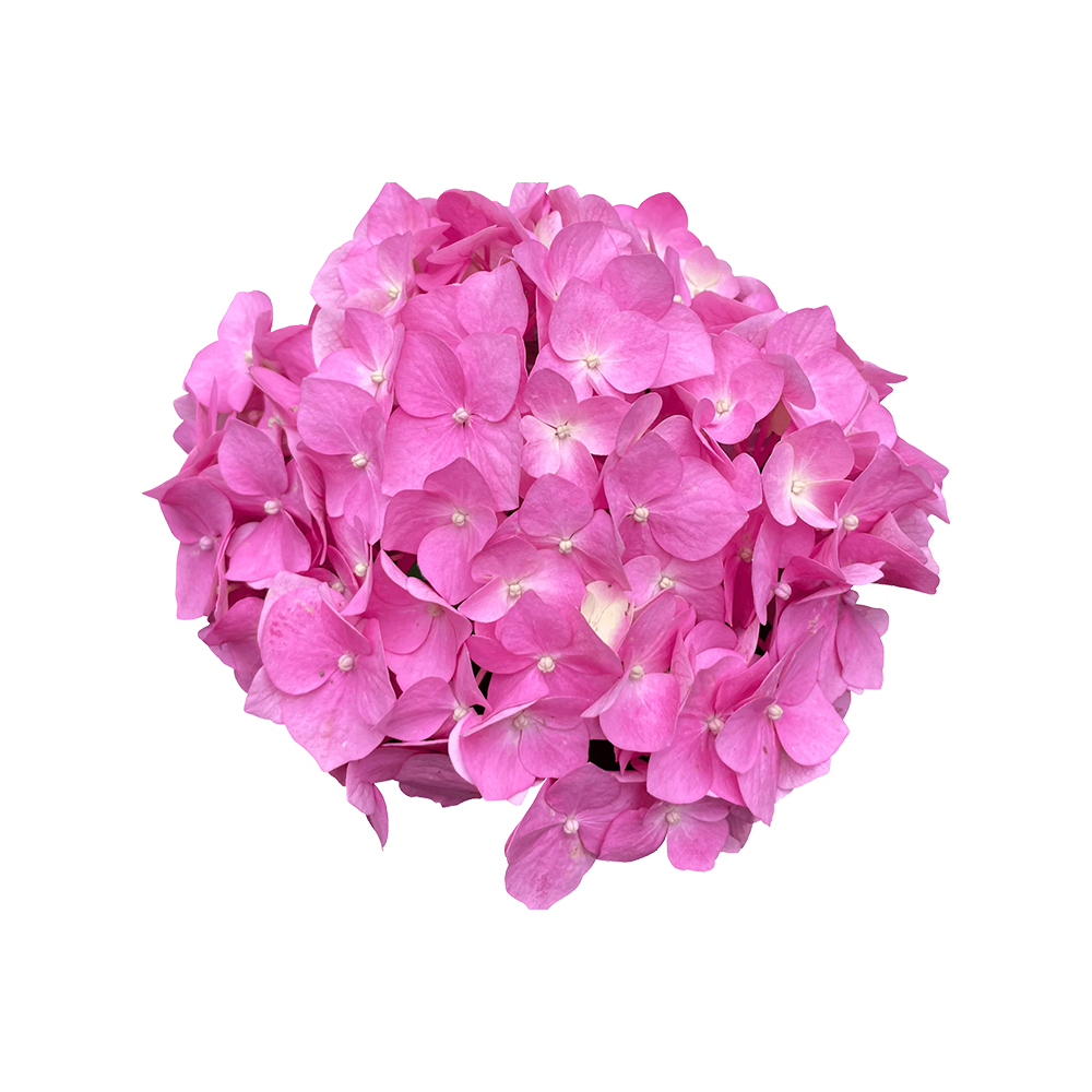 Presch Petals | Dallas Florist | Flower Delivery Dallas