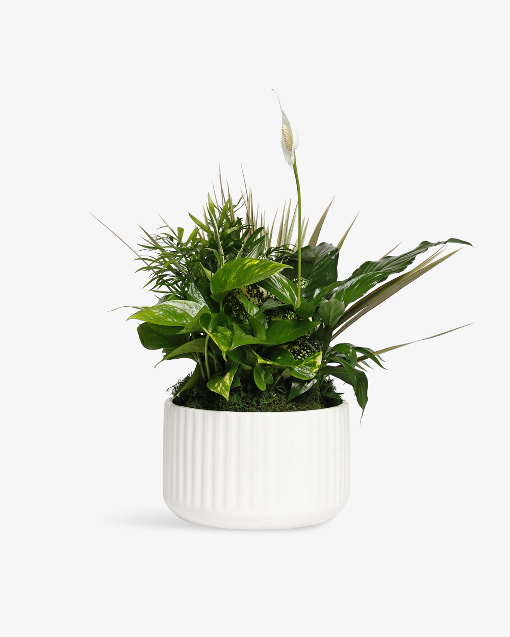Medium Plant Dish Garden | Uptown Dallas Flower & Plant Delivery Texas