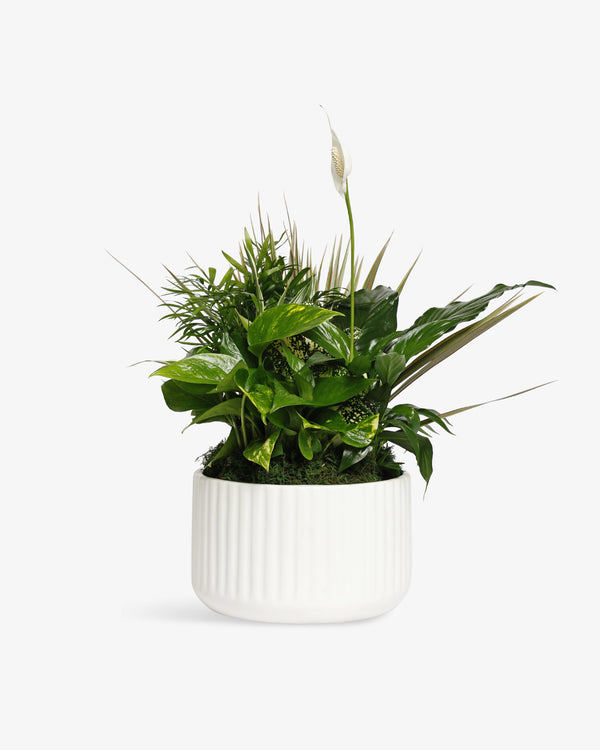 Medium Plant Dish Garden | Uptown Dallas Flower & Plant Delivery Texas