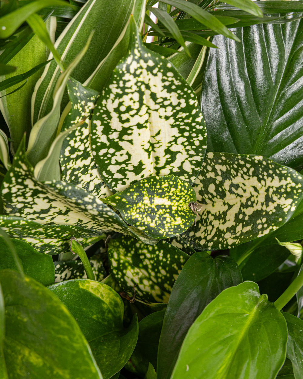 Medium Plant Dish Garden | Uptown Dallas Flower & Plant Delivery Texas