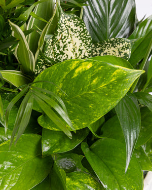 Medium Plant Dish Garden | Uptown Dallas Flower & Plant Delivery Texas