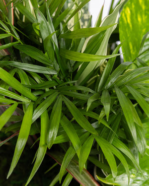 Medium Plant Dish Garden | Uptown Dallas Flower & Plant Delivery Texas