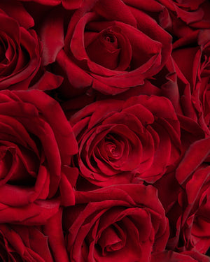 "Oh So Special" Roses | Presch Petals Luxury Florist Dallas Texas