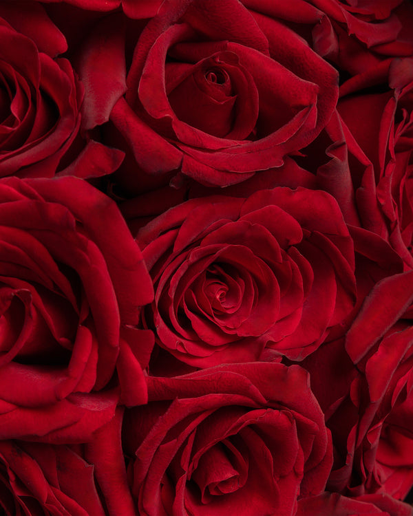 "Oh So Special" Roses | Presch Petals Luxury Florist Dallas Texas