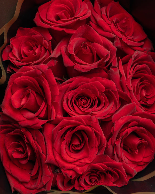 "Oh So Special" Roses | Presch Petals Luxury Florist Dallas Texas