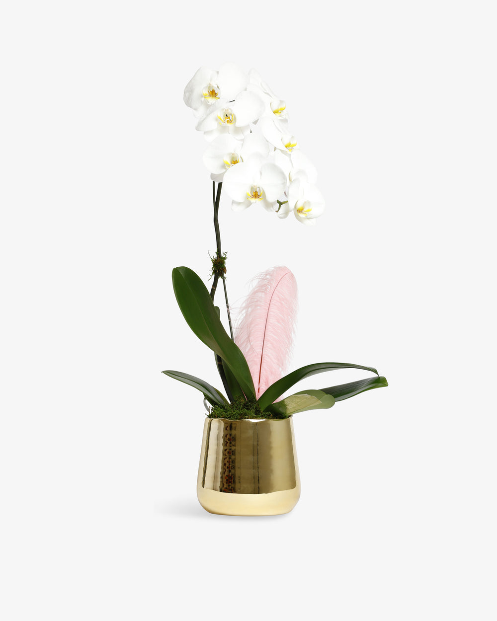 Orchid Plant | Presch Petals Dallas House Plants | Highland Park Florist