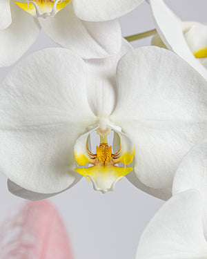 Orchid Plant | Presch Petals Dallas House Plants | Highland Park Florist