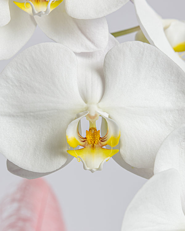 Orchid Plant | Presch Petals Dallas House Plants | Highland Park Florist