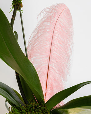 Orchid Plant | Presch Petals Dallas House Plants | Highland Park Florist