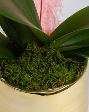 Orchid Plant | Presch Petals Dallas House Plants | Highland Park Florist