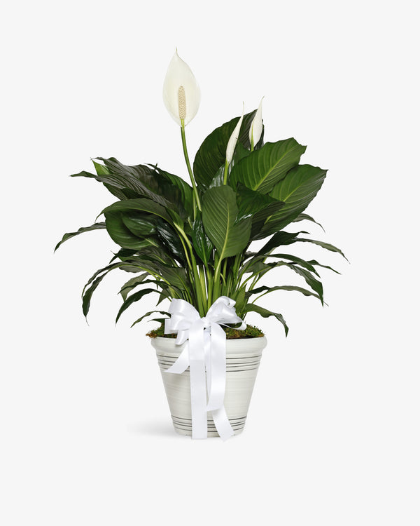 Peace Lily Plant | Presch Petals Highland Park Dallas Florist
