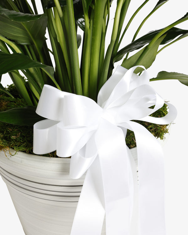 Peace Lily Plant | Presch Petals Highland Park Dallas Florist