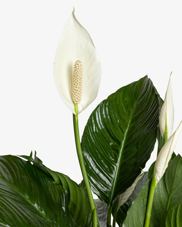 Peace Lily Plant | Presch Petals Highland Park Dallas Florist