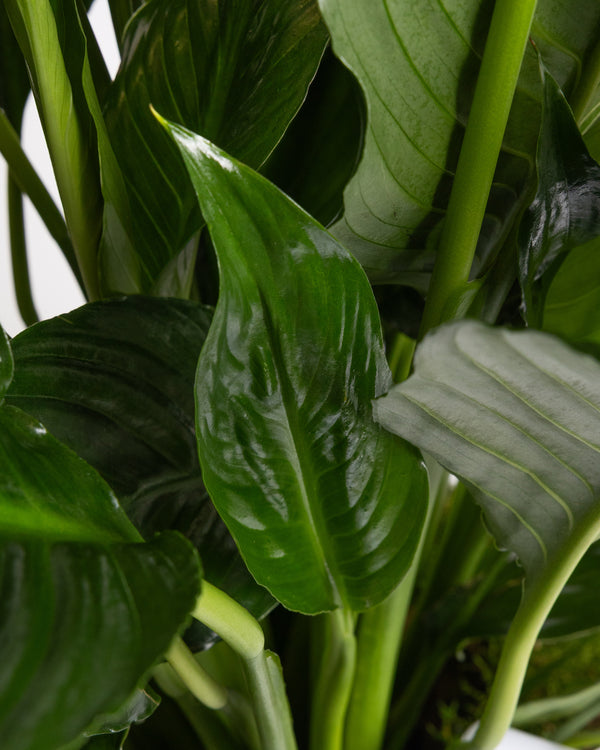 Peace Lily Plant | Presch Petals Highland Park Dallas Florist